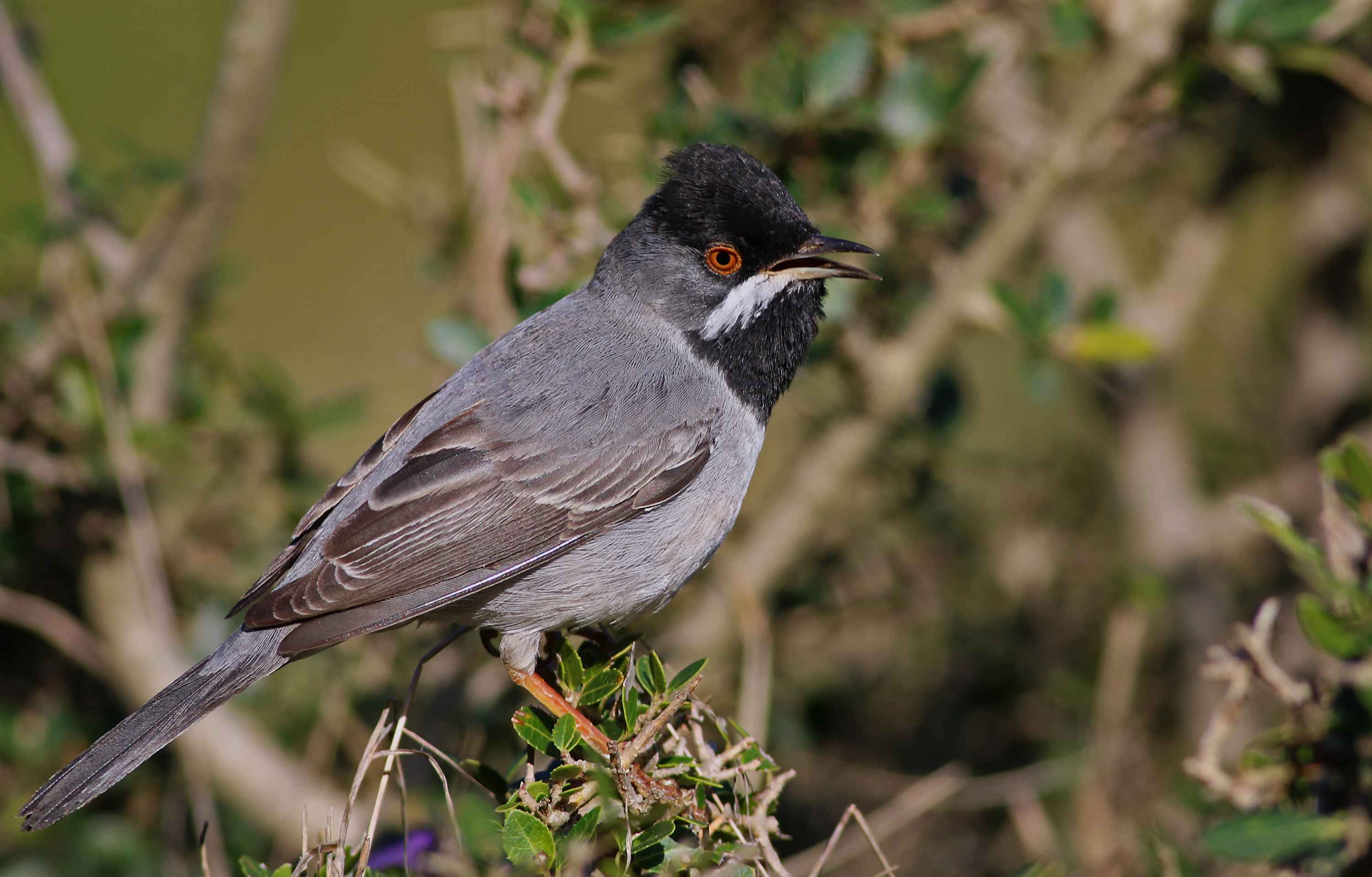 Rüppell's Warbler